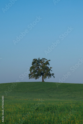 Lonesome green tree on grass hill in Bavaria, blue sky, Germany.