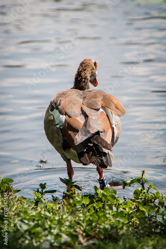 Egyptian goose stood at the edge of a park lake.