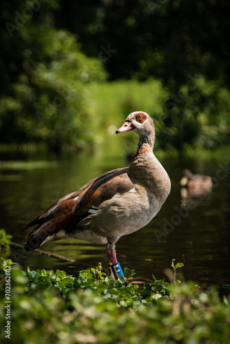 Egyptian goose standing on the edge of a park lake.