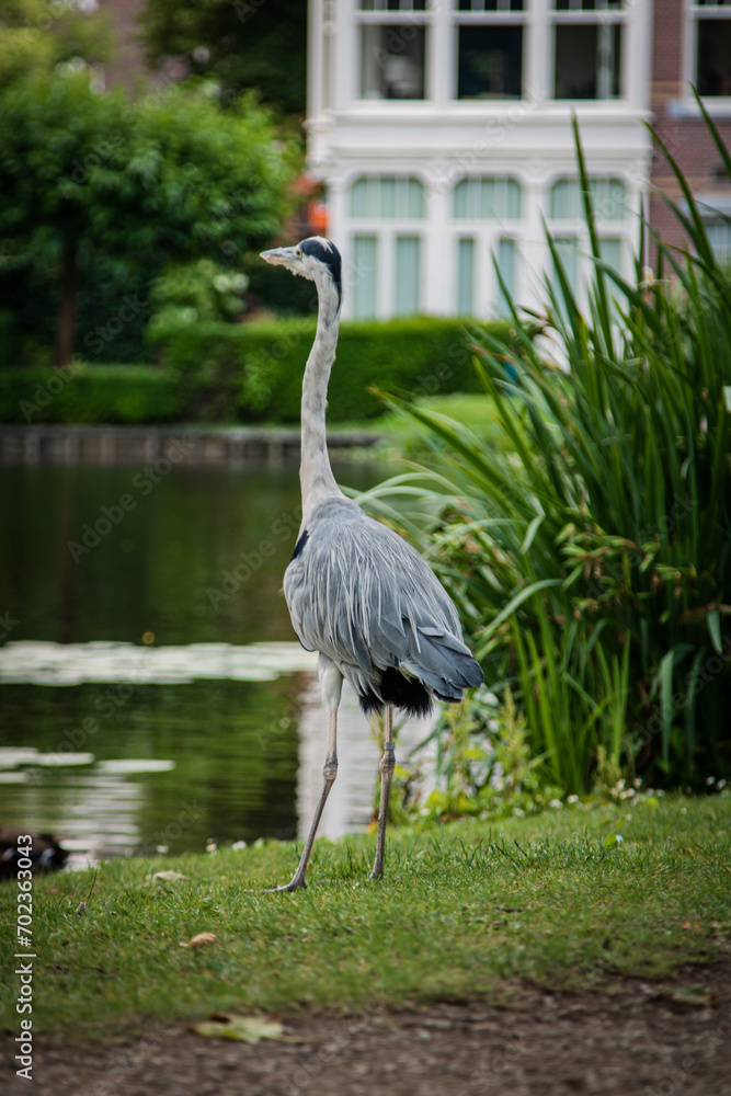 Obraz premium Heron on the bank of a lake.