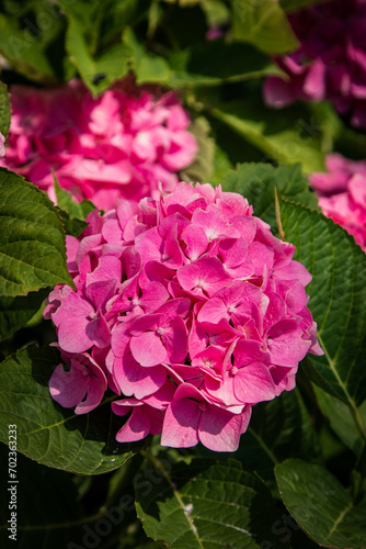 Pink Hydrangea in bloom along the streets of Amsterdam, Netherlands.