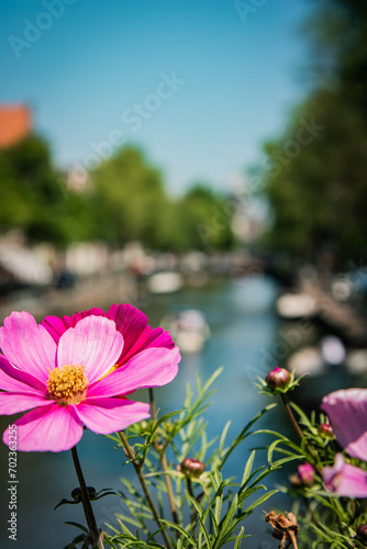 Pink Cosmos in bloom atop a bridge over a canal in Amsterdam, Netherlands.