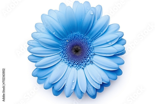 bud of gerbera blue flower, top view, drops of water, stamens, isolated on light background