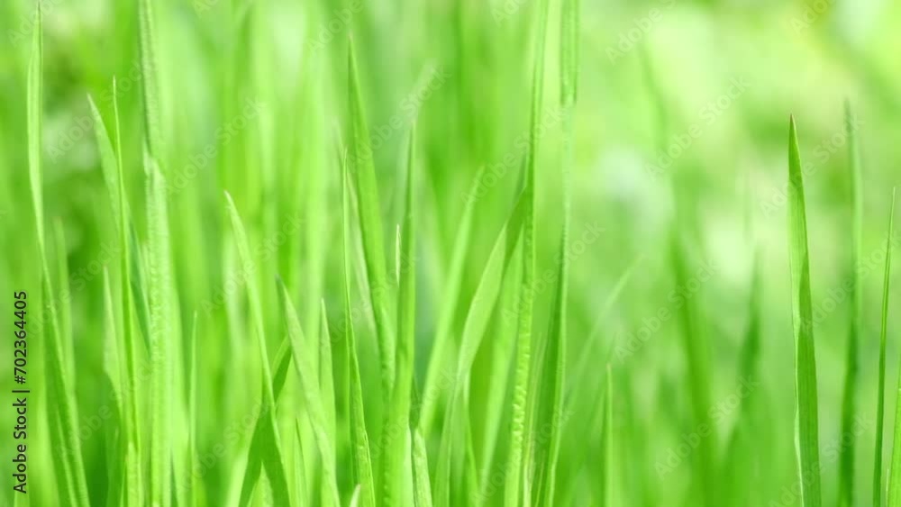 Nature background - Green grass swaying in wind in slow motion close up. Beautiful green juicy lawn. Natural meadow or field densely overgrown with grass. Green environment concept, relaxing, abstract Nature background - Green grass swaying in wind in slow motion close up. Beautiful green juicy lawn. Natural meadow or field densely overgrown with grass. Green environment concept, relaxing, abstract