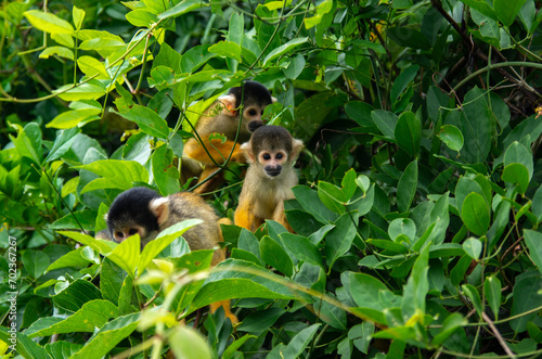 Canvas Print Un singe saimiri commum dans la forêt amazonienne