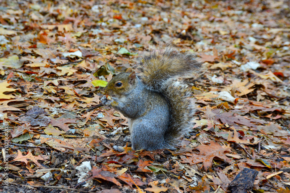 Gray Squirrel (Sciurus carolinensis) collects nuts in the park, Wild animals, Manhattan, New York, USA Gray Squirrel (Sciurus carolinensis) collects nuts in the park, Wild animals, Manhattan, New York, USA