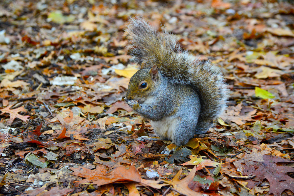 Gray Squirrel (Sciurus carolinensis) collects nuts in the park, Wild animals, Manhattan, New York, USA Gray Squirrel (Sciurus carolinensis) collects nuts in the park, Wild animals, Manhattan, New York, USA