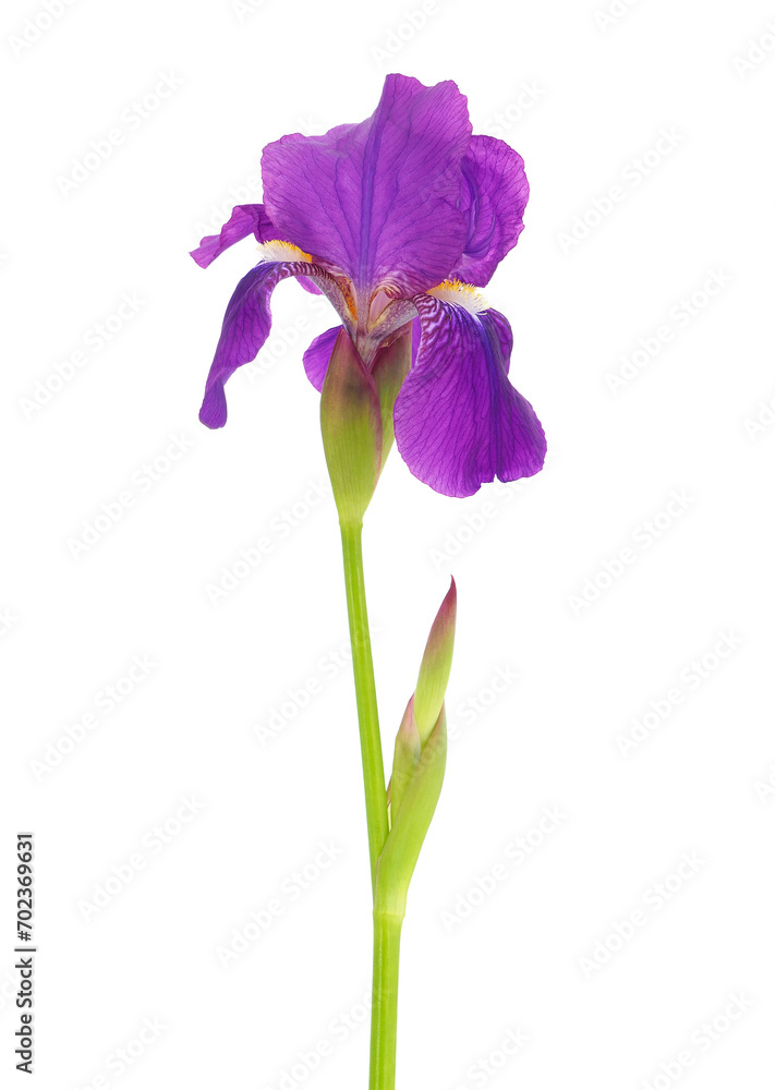 Bearded iris plant isolated on white background, Iris germanica