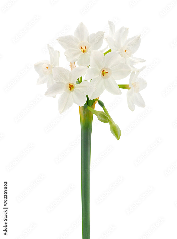 Paperwhite narcissus flowers isolated on white background, Narcissus papyraceus - obrazy, fototapety, plakaty 