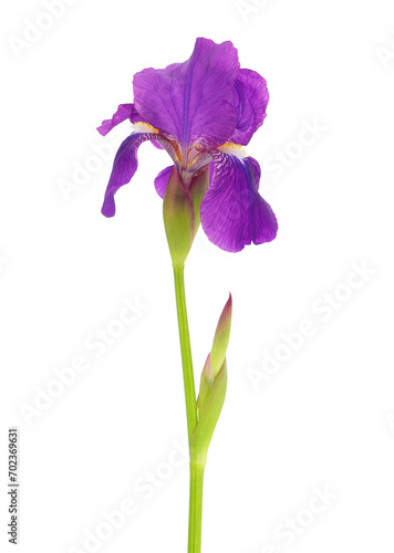 Bearded iris plant isolated on white background, Iris germanica