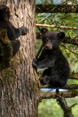 Black bear cub up a tree sitting on a limb