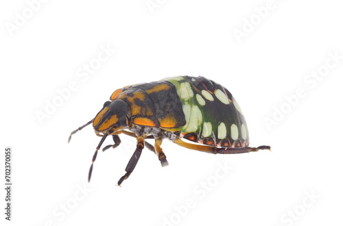 Southern green stink bug nymph isolated on white background, Nezara viridula