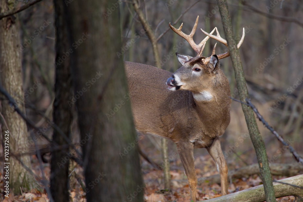 buck whitetail deer with large antlers looking to the side buck whitetail deer with large antlers looking to the side