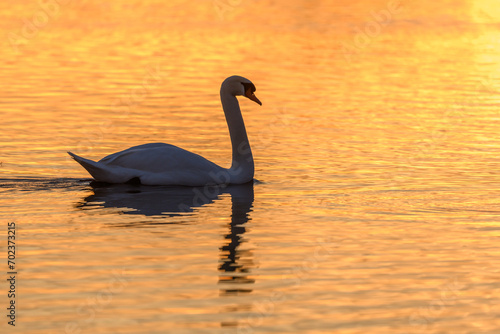 Mute swan  Cygnus olor  silhouette in the water at sunset.