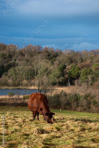 Cow In Field photo