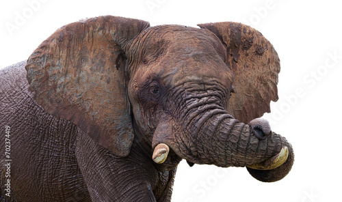 Close encounter with a elephant.