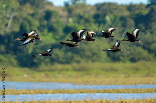 Black-bellied Whistling-ducks - Dendrocygna autumnalis flying in Cano Negro Wildlife Refuge, Costa Rica photo