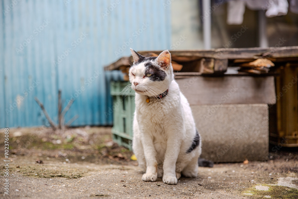 Fototapeta premium japan snapshot