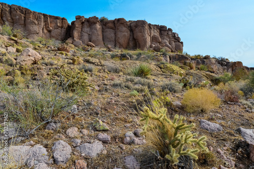 Cacti in a mountain valley  Teddy bear cholla  Cylindropuntia bigelovii   Arizona