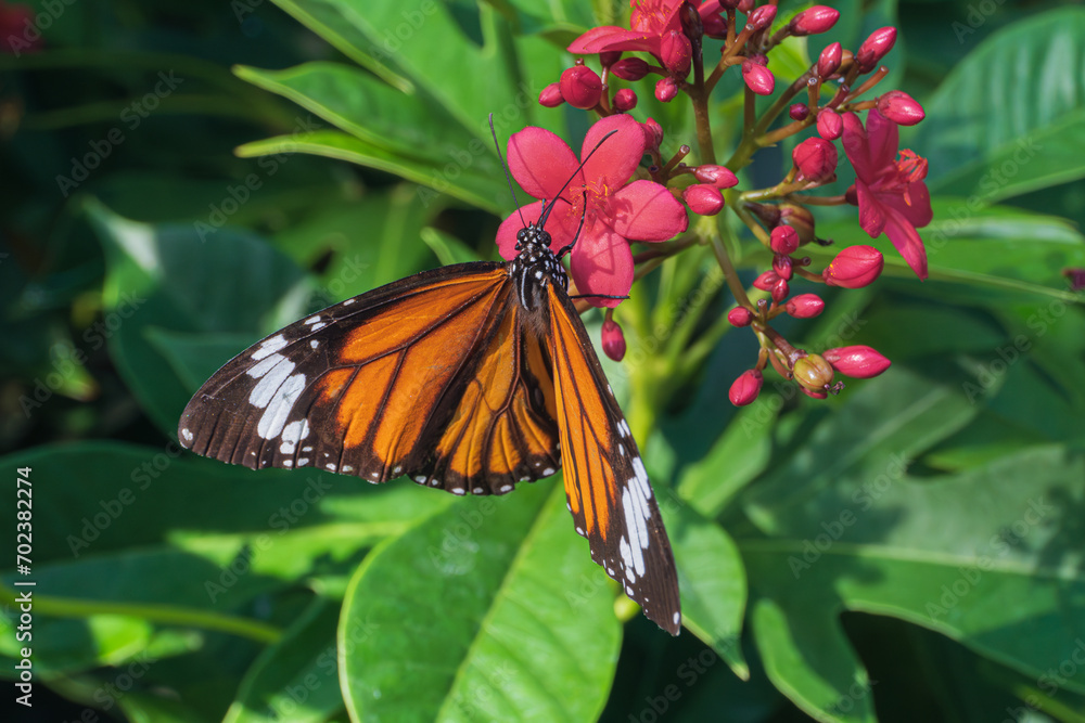 A close up of Danaus Genutial butterfly on cotton leaved jatropha flower with blurred green natural background A close up of Danaus Genutial butterfly on cotton leaved jatropha flower with blurred green natural background