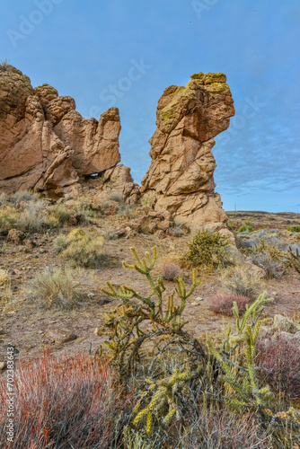 Cacti in a mountain valley, Teddy bear cholla (Cylindropuntia bigelovii), Arizona