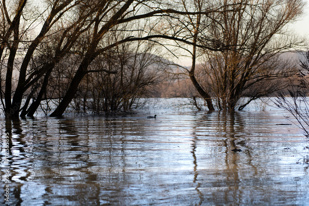 the trees on the river bank are flooded by the river