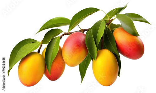 Branch of delicious ripe mango, cut out
