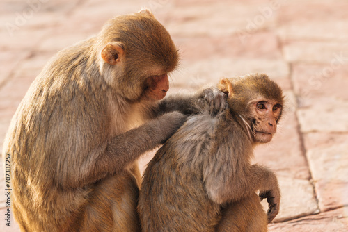 Macaque monkey cleaning insects and lice baby s fur