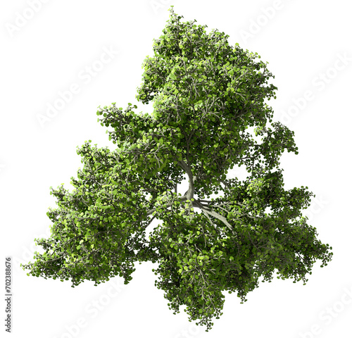 From above single lone woods green trees isolated transparent backgrounds 3d illustration
