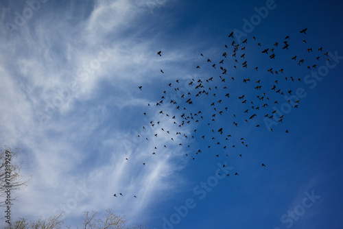 Wallpaper Mural Pajaros Torontodigital.ca