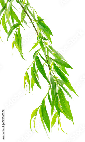 Green leaves fly with a gust of wind. Green leaves wave. Leaf falling. Vegan  eco  organic design element.on transparent  png