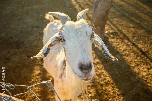Wallpaper Mural Cabra Torontodigital.ca