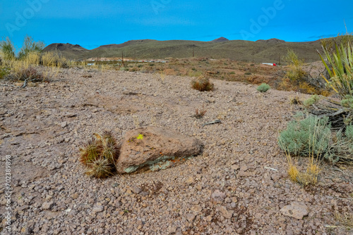 Arizona cacti, Engelmann's hedgehog cactus (Echinocereus engelmannii), USA photo