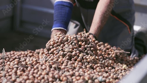Farmer holds hazelnut crop harvest in hands, slow motion photo