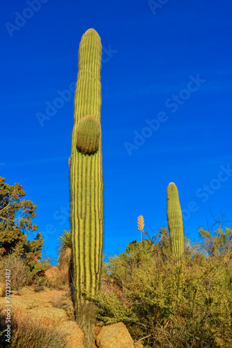Saguaro Cactus (Carnegiea gigantea) in desert, giant cactus against a blue sky in winter in the desert of Arizona, USA