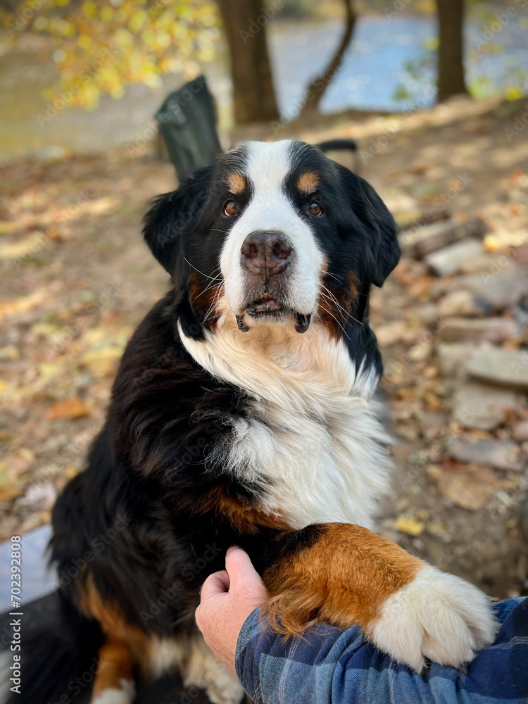 Bernese Mountain Dog with Friend