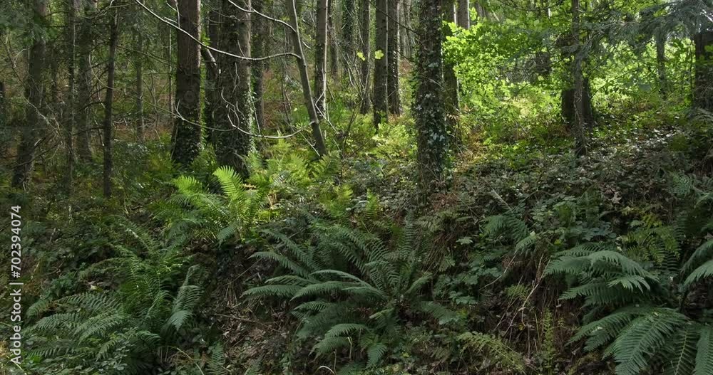 Green ferns dominate the foreground; tall, slender trees stand behind. Castlefreke the perfect destination for walking in West Cork. pano Green ferns dominate the foreground; tall, slender trees stand behind. Castlefreke the perfect destination for walking in West Cork. pano
