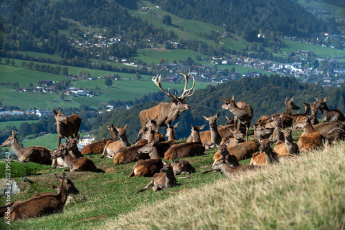 Rotwildrudel zur Brunft in Aurach Tirol photo