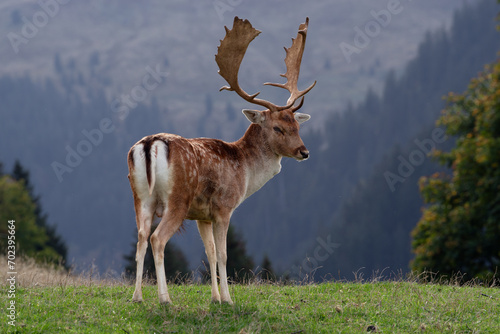 Stolzer Damhirsch am Bergrand