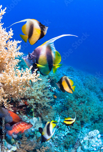 Underwater image of coral reef and School of Butterfly Fish. 