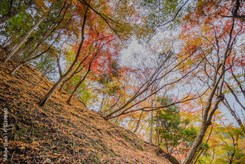 autumn leaves in Japan