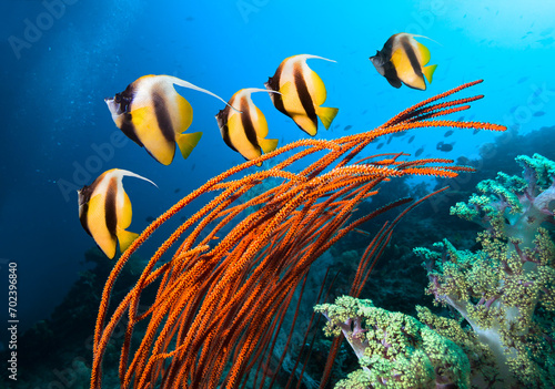 Underwater image of coral reef and School of Butterfly Fish.
