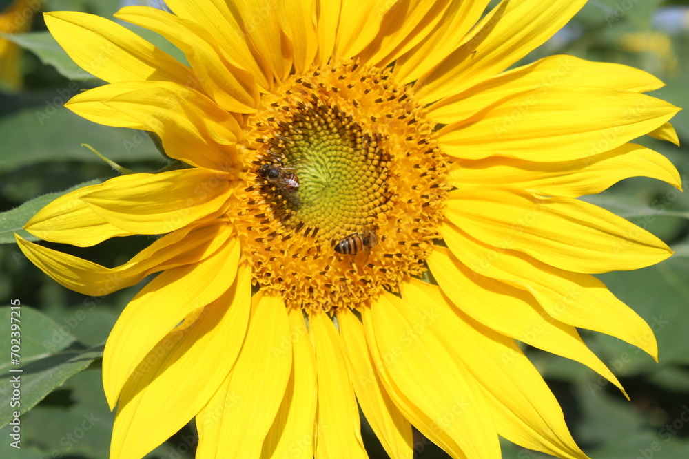 sunflower in the garden sunflower in the garden