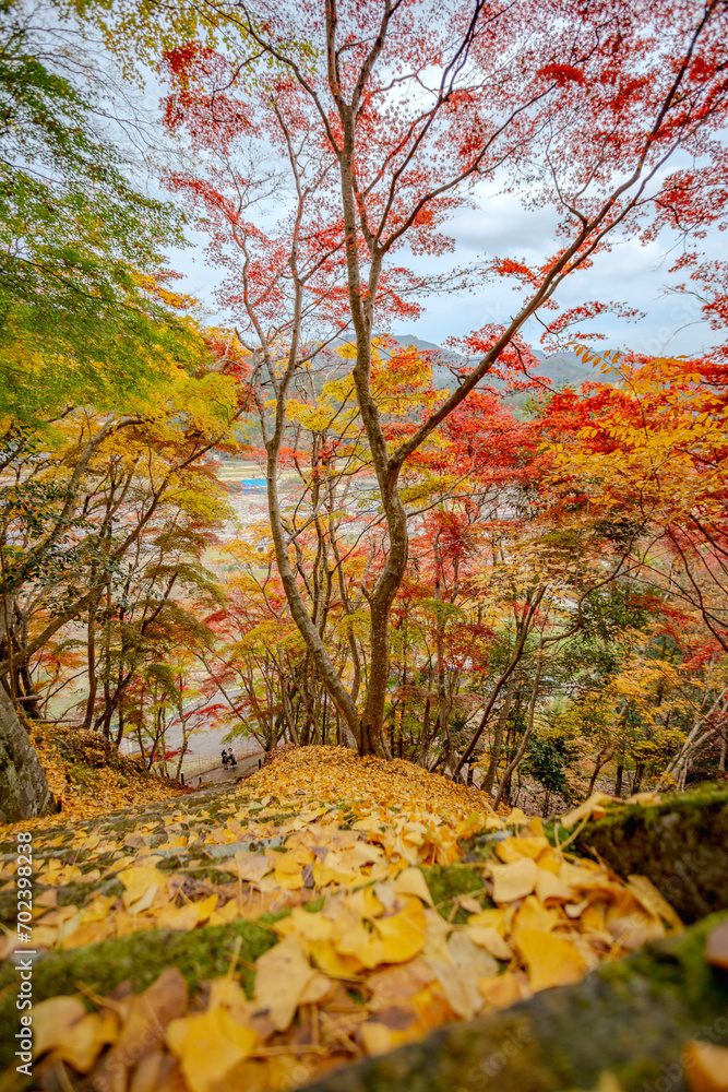 autumn leaves in Japan