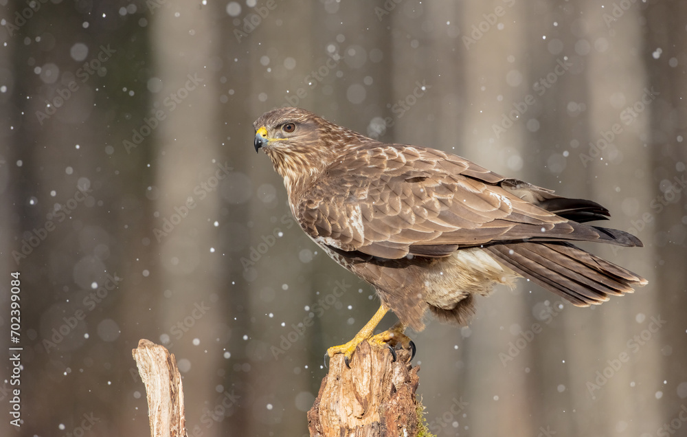 Fototapeta premium Common Buzzard in winter at a wet forest