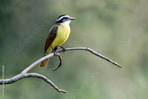 beautiful great kiskadee bird sitting on tree in Costa Rica travel green background clean 