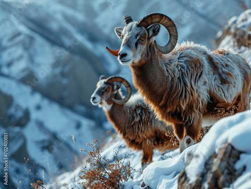 European mouflon (Ovis gmelini musimon) stands on a mountain slope, a generated photo