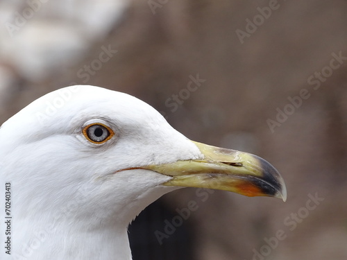 Portrait of a seagull
