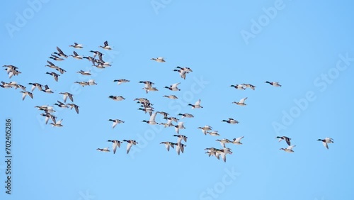 Flock of mallard ducks migrating during winter in Wyoming as they fly through the sky.
