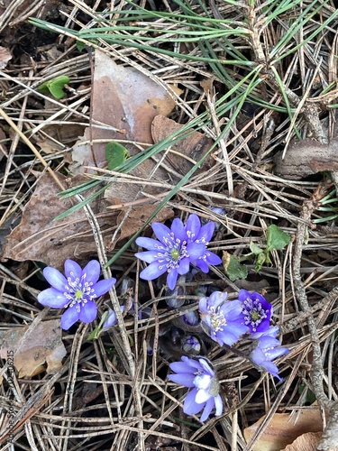 first early violets in the forest in Vilnius, Lithuania